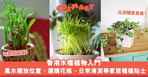 水 種 植物 風水|居家風水：水種植物佈置